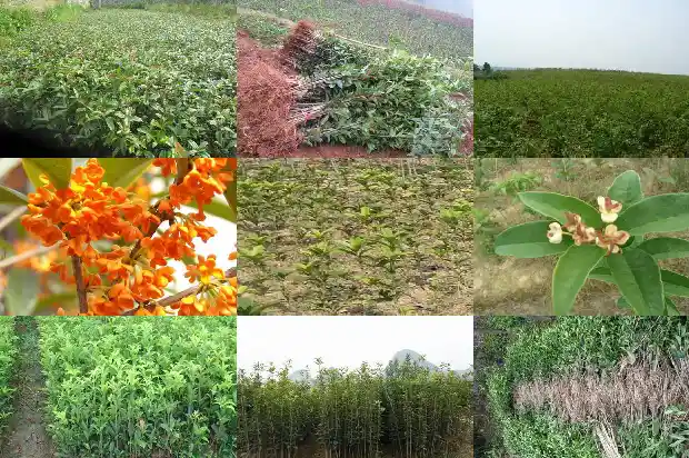 栽桂花用什么盆最好1685061995936