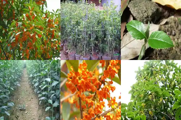 栽桂花用什么盆最好1685061995983
