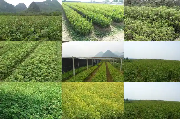 栽桂花用什么盆最好1685061996031