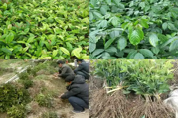 桂花树胸径冠幅高度多少正常1685062020050