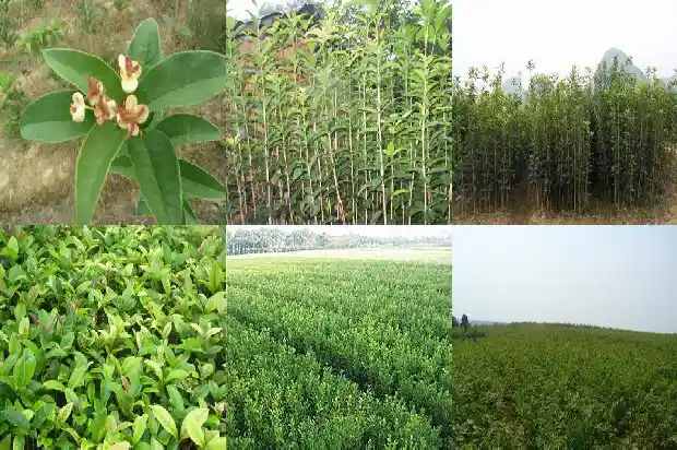 桂花树胸径冠幅高度多少正常1685062020097