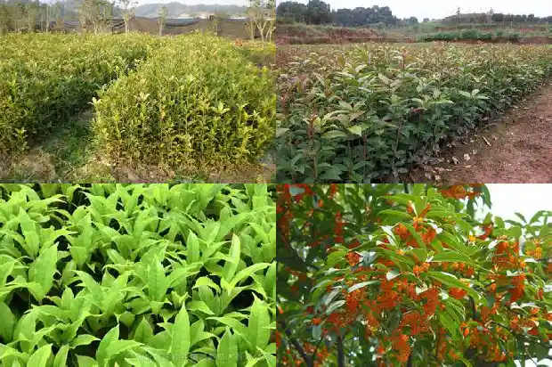 桂花冠幅 株高 胸径多少1685062039274