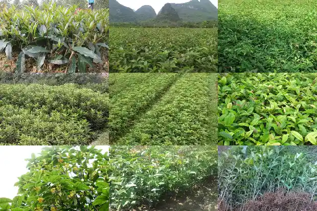 桂花树多少钱一棵2公分的树木1690331430682