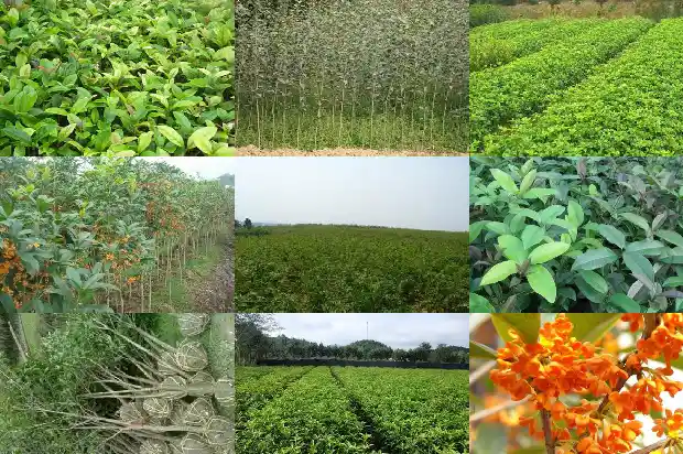 桂花树栽种间距多少1690591474228