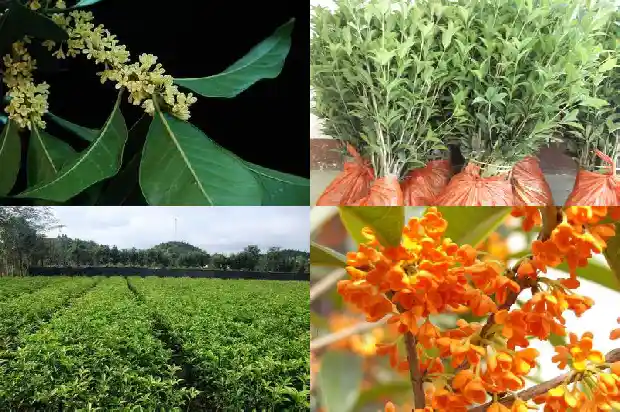 桂花树的胸径冠幅高度一般是多少厘米1685062079587