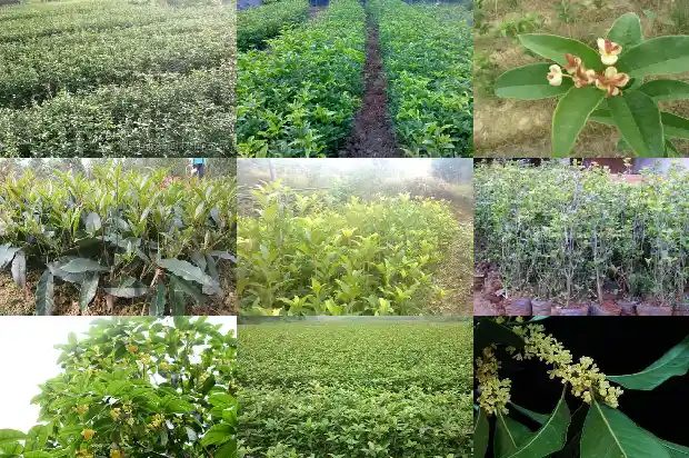 桂花树的胸径有多大呢1685062098927