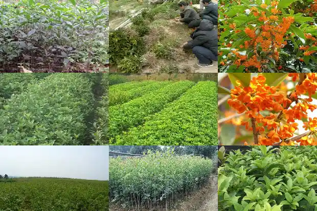 桂花树的胸径有多大呢1685062098973