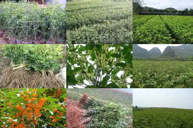 桂花树冠直径一般多少米1685062132380