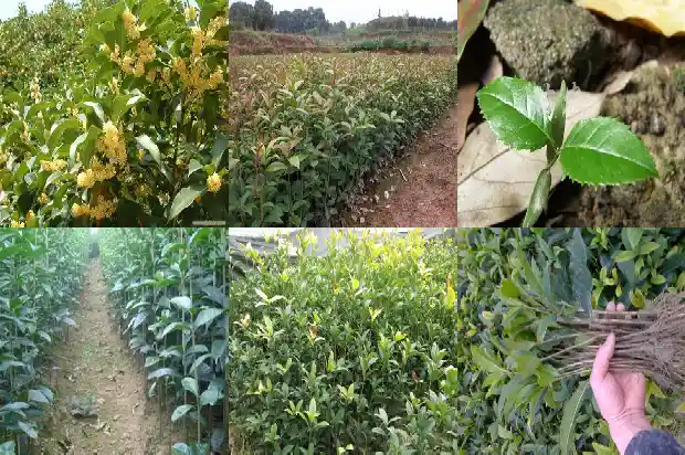 桂花树冠直径一般多少米1685062132427