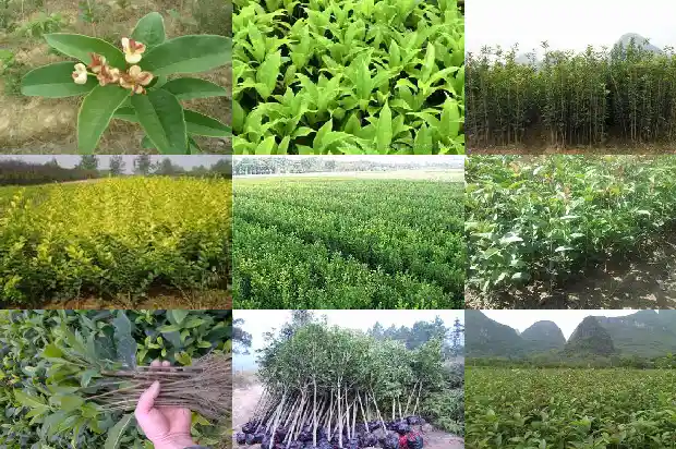 桂花生长周期 日记1685062144258
