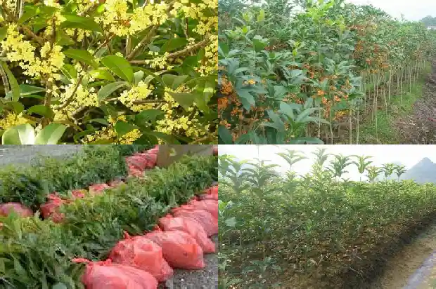 桂花的周期1685062161531
