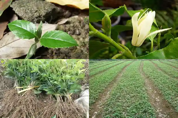 桂花树干直径多少毫米正常1685062173620