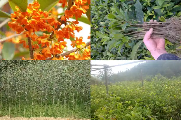 桂花树干直径多少毫米正常1685062173668
