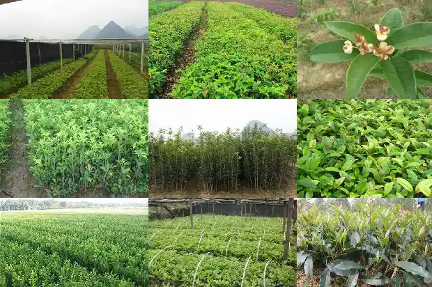 桂花树干直径多少毫米正常1685062173716