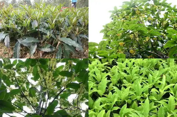 桂花树干直径多少毫米为标准1685062183722