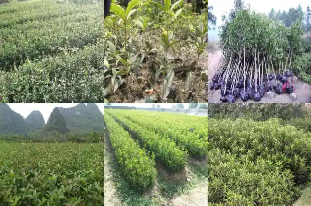 桂花树干直径多少毫米为标准1685062183770