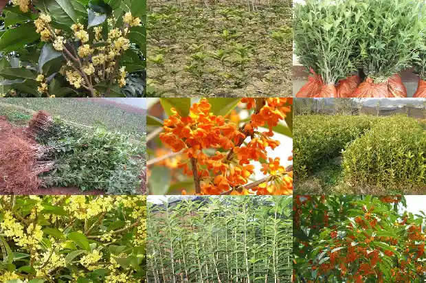 桂花树干直径多少毫米为标准1685062183818