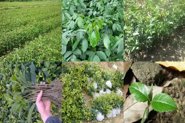 桂花树干直径多少米最好1685062195819