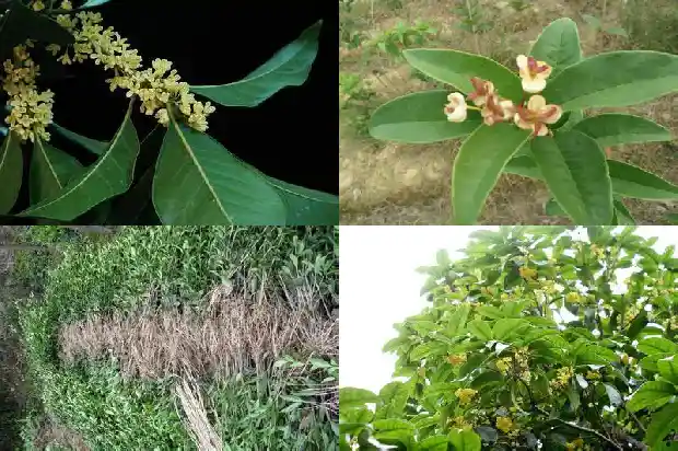 桂花树干直径多少米最好1685062195866