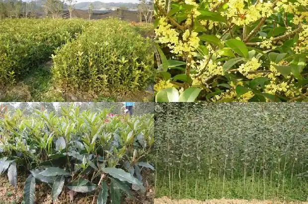 桂花树干直径多少米最好1685062195914