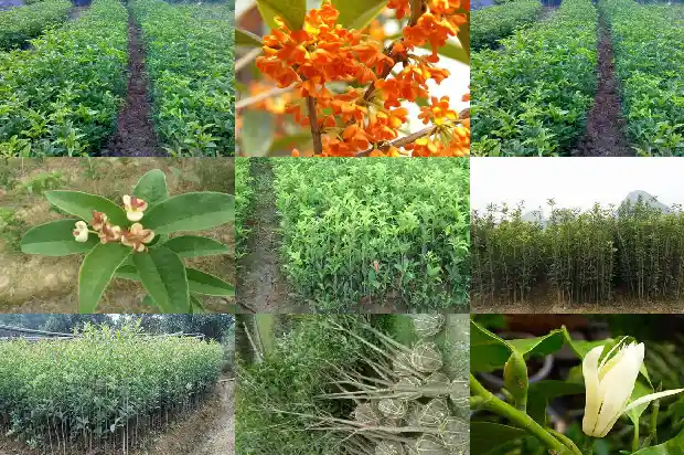 桂花树的枝干怎么写1685062207639