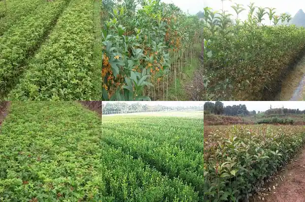 桂花树的枝干怎么写1685062207687