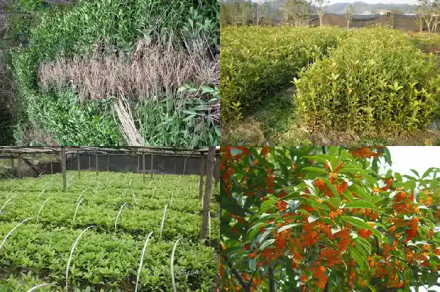 桂花树的枝干怎么写1685062207735