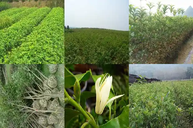 桂花树的枝干怎么写1685062207783