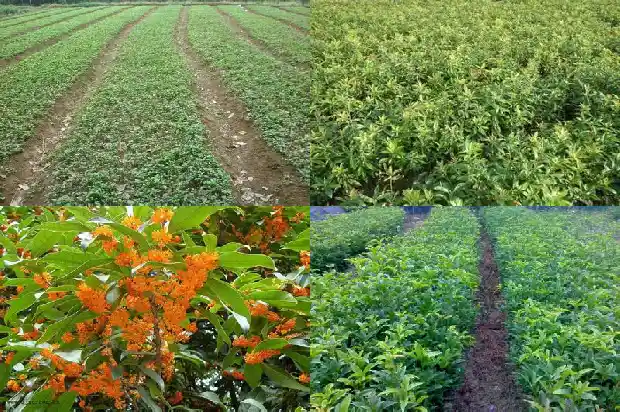 桂花树哪种最香最好养活1688692000991