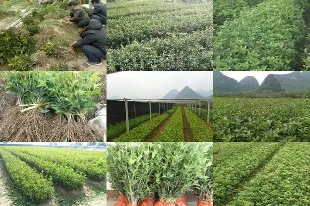 桂花树干的粗细区别是什么1685062215455