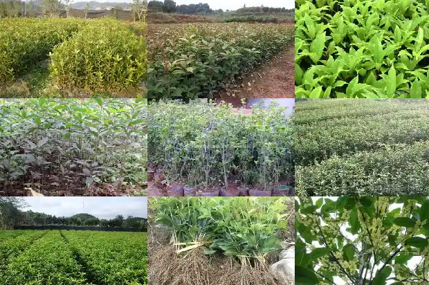 桂花树干的粗细怎么分别1685062222987