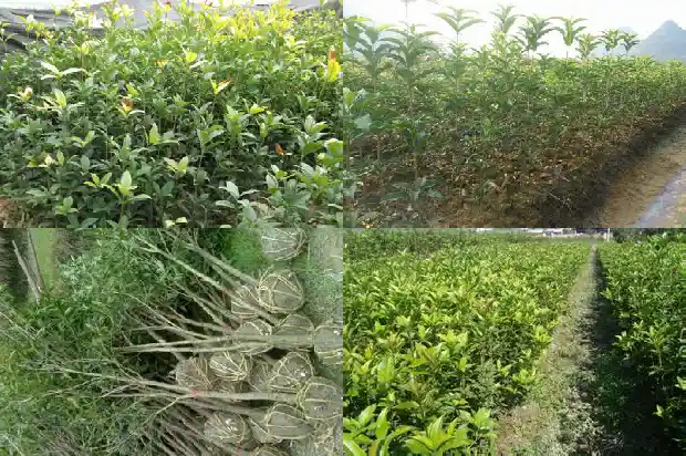 桂花树干的粗细怎么分别1685062223035