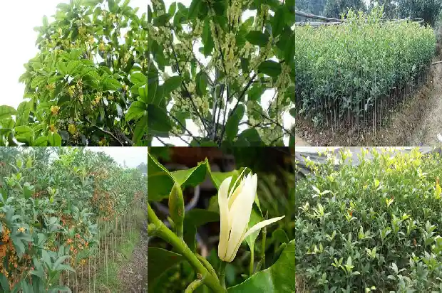 桂花树树干是粗还是细的1685062235308