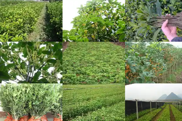 桂花树上结的果实有毒吗1690504493310