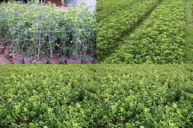 桂花树树干是粗还是细的1685062235451