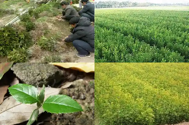 桂花树批发价格多少一棵呢1689726970491