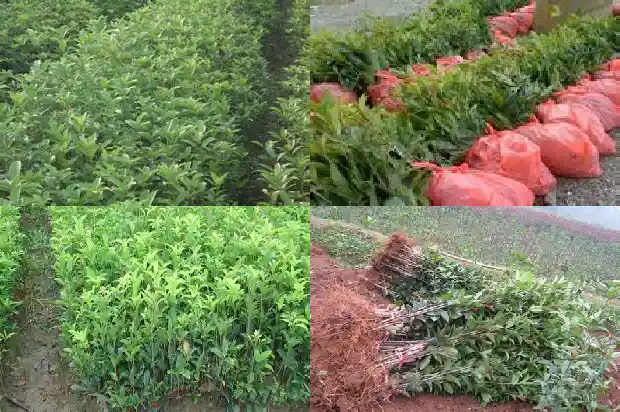 桂花树长粗的方法有哪些1685062245585