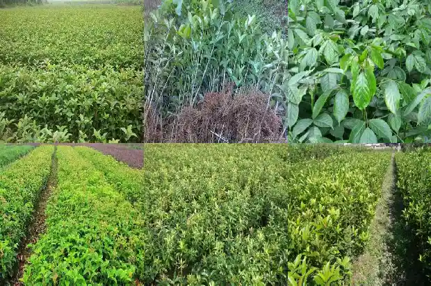 桂花树叶闻起来有什么味1685062278417