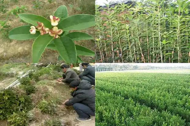 桂花树叶闻起来有什么味1685062278463