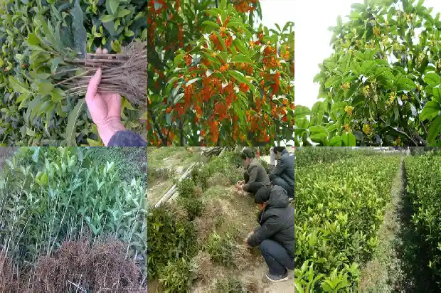 桂花树叶闻起来有什么味1685062278511