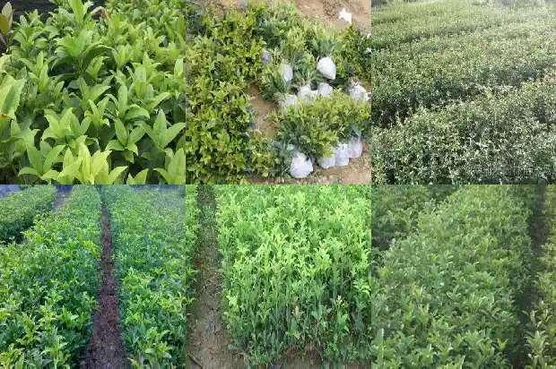 桂花树叶闻起来有什么味1685062278558