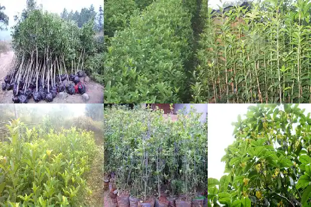 40年的桂花树怎么移植1685062290336