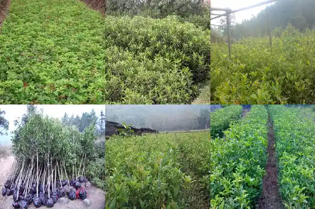 40年的桂花树怎么移植1685062290384