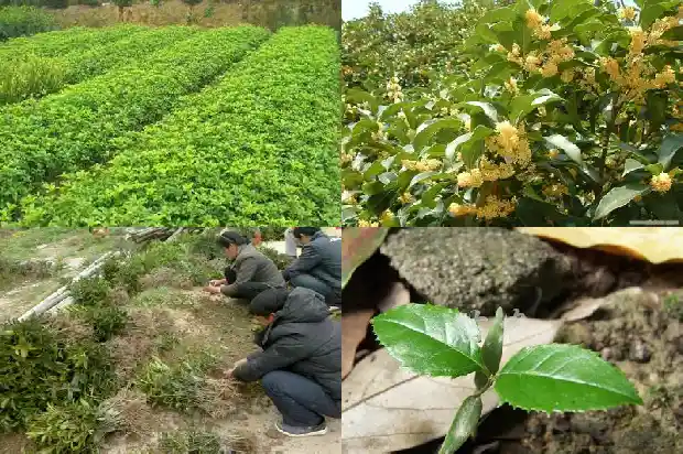 40年的桂花树怎么移植1685062290430
