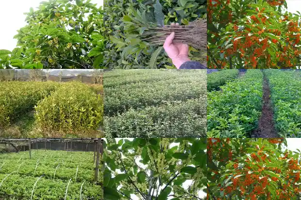 40年的桂花树怎么移植1685062290478