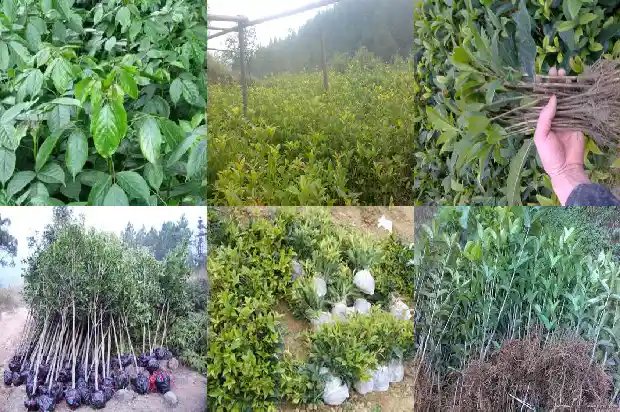 40年桂花树木材适合做什么1685062298010