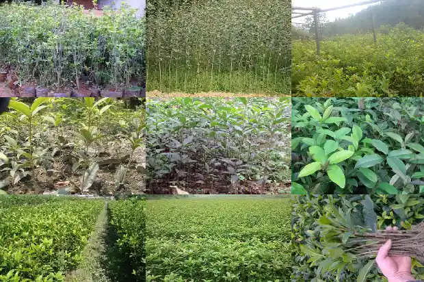 40年桂花树木材适合做什么1685062298057