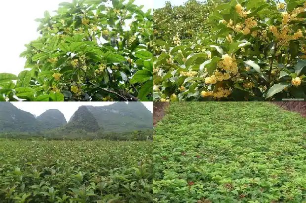 40年桂花树价格表1685062307947