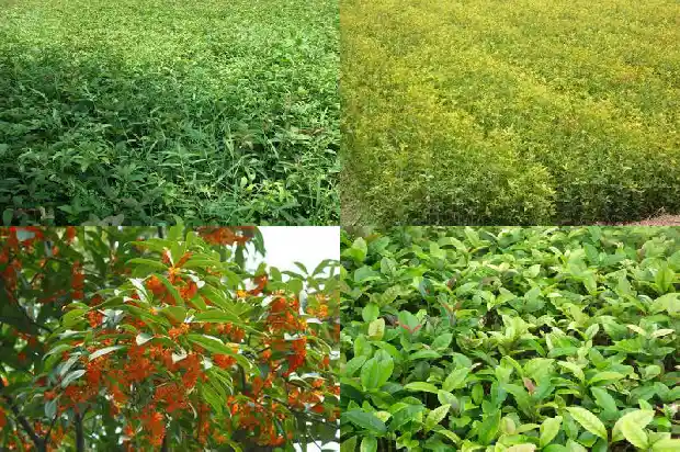 40年桂花树价格表1685062307995