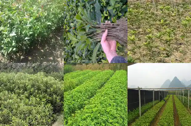 40年桂花树价格表1685062308043